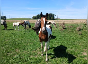 Pintos Mix, Merrie, Veulen (05/2026), 160 cm, Gevlekt-paard