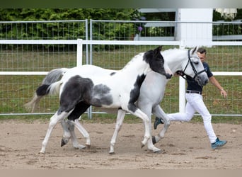 Pintos, Merrie, veulen (03/2023), 165 cm, Tobiano-alle-kleuren
