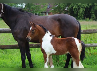 Pintos, Merrie, Veulen (05/2026), Gevlekt-paard