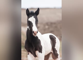 Pintos, Merrie, , Gevlekt-paard