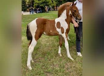 Pintos, Merrie, Veulen (06/2026), Gevlekt-paard