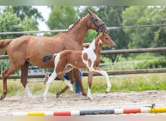 Pintos, Merrie, Veulen (06/2026), Gevlekt-paard