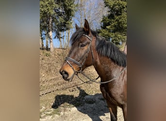 Pintos, Ruin, 11 Jaar, 158 cm, Bruin