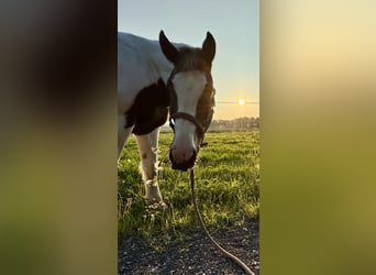 Pintos Mix, Ruin, 13 Jaar, 158 cm, Gevlekt-paard