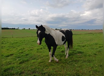 Pintos, Ruin, 13 Jaar, Gevlekt-paard