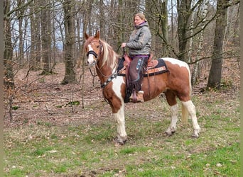 Pintos, Ruin, 14 Jaar, 157 cm, Gevlekt-paard