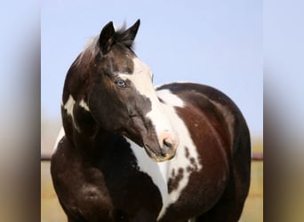 Pintos, Ruin, 14 Jaar, 157 cm, Gevlekt-paard