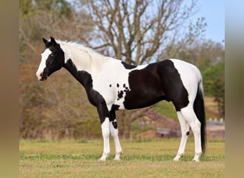 Pintos, Ruin, 14 Jaar, Gevlekt-paard
