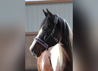 Pintos, Ruin, 17 Jaar, 155 cm, Gevlekt-paard