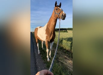 Pintos, Ruin, 17 Jaar, 175 cm, Gevlekt-paard