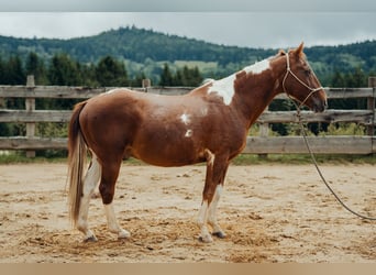 Pintos, Ruin, 21 Jaar, 155 cm, Gevlekt-paard