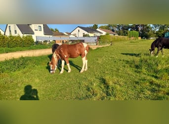 Pintos Mix, Ruin, 22 Jaar, 130 cm, Gevlekt-paard