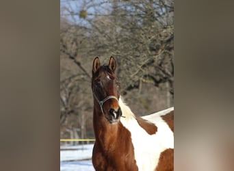 Pintos, Ruin, 22 Jaar, 170 cm, Gevlekt-paard