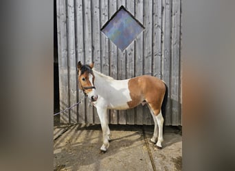 Pintos Mix, Ruin, 2 Jaar, 152 cm, Gevlekt-paard