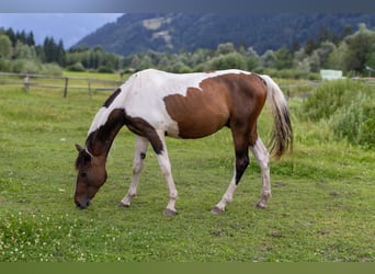 Pintos, Ruin, 2 Jaar, 168 cm, Gevlekt-paard