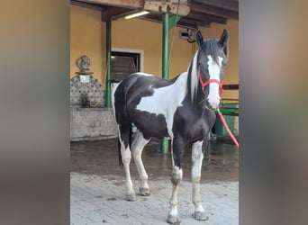 Pintos, Ruin, 2 Jaar, Gevlekt-paard