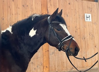 Pintos Mix, Ruin, 3 Jaar, 146 cm, Gevlekt-paard