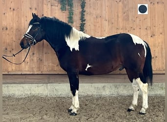 Pintos Mix, Ruin, 3 Jaar, 146 cm, Gevlekt-paard