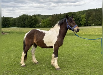 Pintos, Ruin, 3 Jaar, 146 cm, Tobiano-alle-kleuren