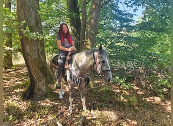 Pintos, Ruin, 3 Jaar, 150 cm, Gevlekt-paard