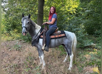 Pintos, Ruin, 3 Jaar, 150 cm, Gevlekt-paard