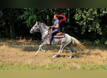 Pintos, Ruin, 3 Jaar, 150 cm, Gevlekt-paard