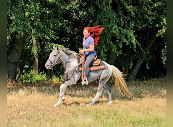 Pintos, Ruin, 3 Jaar, 150 cm, Gevlekt-paard