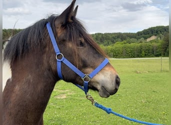 Pintos Mix, Ruin, 3 Jaar, 150 cm, Tobiano-alle-kleuren