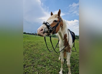Pintos Mix, Ruin, 3 Jaar, 153 cm, Gevlekt-paard