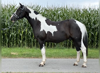 Pintos Mix, Ruin, 3 Jaar, 155 cm, Gevlekt-paard