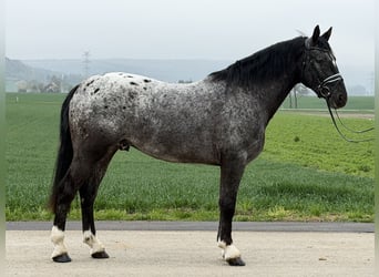 Pintos Mix, Ruin, 3 Jaar, 158 cm, Appaloosa
