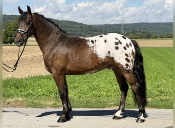 Pintos Mix, Ruin, 3 Jaar, 159 cm, Appaloosa