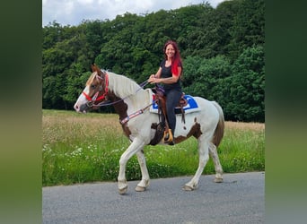 Pintos, Ruin, 3 Jaar, 160 cm, Gevlekt-paard
