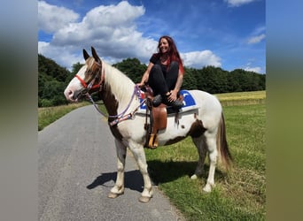 Pintos, Ruin, 3 Jaar, 160 cm, Gevlekt-paard