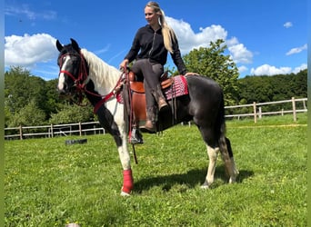 Pintos, Ruin, 4 Jaar, 152 cm, Gevlekt-paard