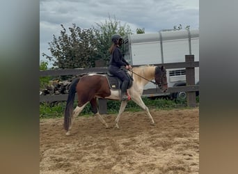 Pintos, Ruin, 4 Jaar, 154 cm, Gevlekt-paard