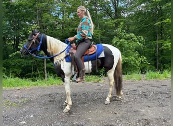 Pintos, Ruin, 4 Jaar, 154 cm, Gevlekt-paard