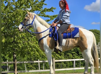 Pintos, Ruin, 4 Jaar, 154 cm, Gevlekt-paard