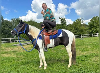 Pintos, Ruin, 4 Jaar, 154 cm, Gevlekt-paard
