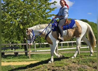 Pintos, Ruin, 4 Jaar, 154 cm, Gevlekt-paard