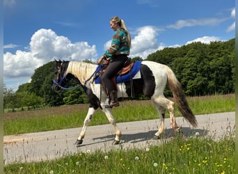 Pintos, Ruin, 4 Jaar, 154 cm, Gevlekt-paard