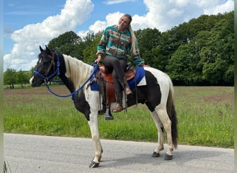 Pintos, Ruin, 4 Jaar, 154 cm, Gevlekt-paard