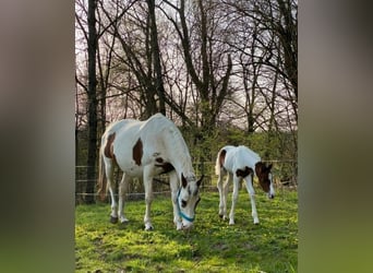 Pintos Mix, Ruin, 4 Jaar, 158 cm, Gevlekt-paard