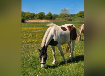 Pintos Mix, Ruin, 4 Jaar, 158 cm, Gevlekt-paard