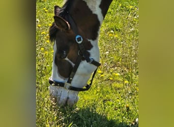 Pintos Mix, Ruin, 4 Jaar, 158 cm, Gevlekt-paard