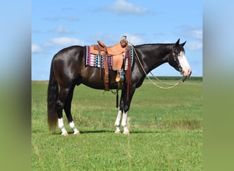 Pintos, Ruin, 5 Jaar, 152 cm, Zwart
