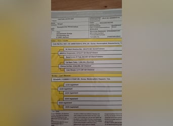 Pintos, Ruin, 7 Jaar, 154 cm, Gevlekt-paard