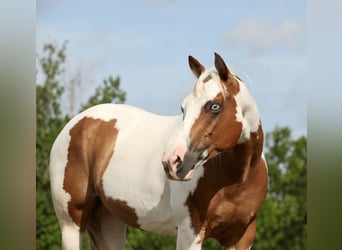 Pintos, Ruin, 7 Jaar, Gevlekt-paard