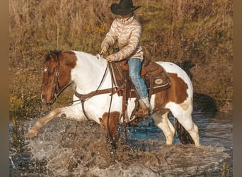 Pintos, Ruin, 8 Jaar, 145 cm, Gevlekt-paard