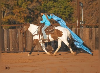 Pintos, Ruin, 8 Jaar, 145 cm, Gevlekt-paard